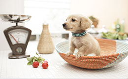 《祝你平安》的英译和演唱技巧 - 音乐 - 英语学