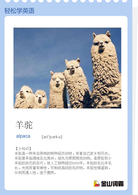 alpaca